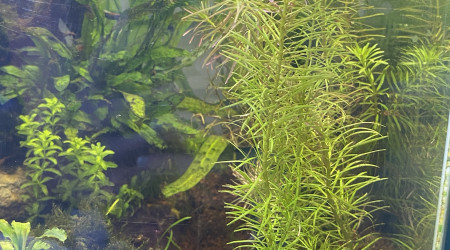 Ajout récent de rotala walichii et d'hémianthus micrathemoides