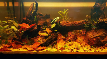 aquarium Betta mahachaensis