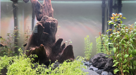 aquarium Aqua