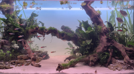 aquarium Mon bac