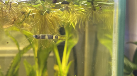 Ajout de 5 bébés killis clowns dans le bac de 30 litres