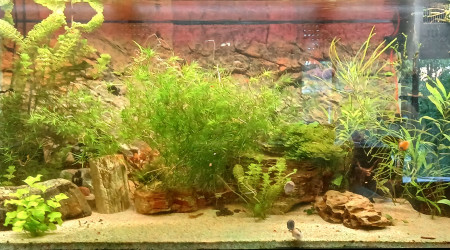 aquarium Juwel Rio 350