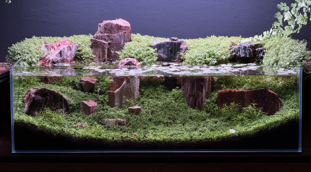 La nature a trouvé son chemin…