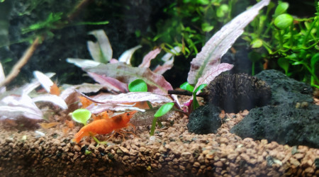 aquarium Nano 30l