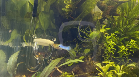 Ajout d’un kit de CO2 artisanal