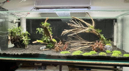 Amazonien en cours de construction