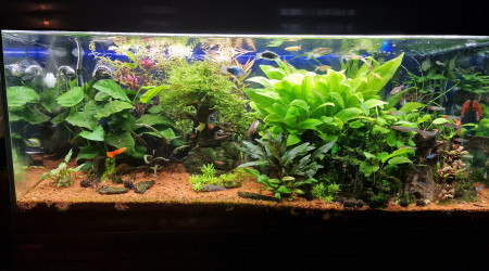 aquarium Salle à manger