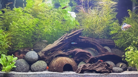 aquarium Tank AQUAEL 60 Nébula