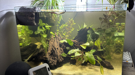 aquarium Scaper s tank Dennerle 35 Haribo