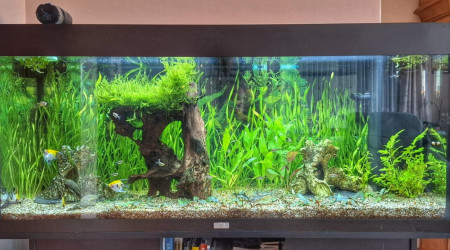 aquarium Juwel 240