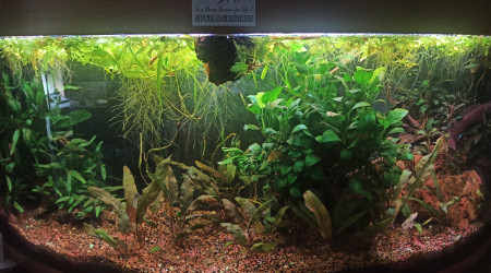 aquarium Mon aquarium à Channa bleheri