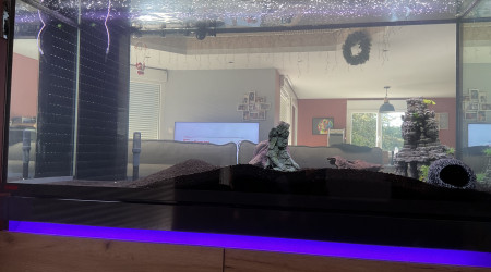 aquarium Aqualotl