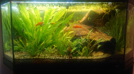 aquarium Angle