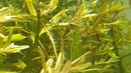 Puisque c'est à la mode