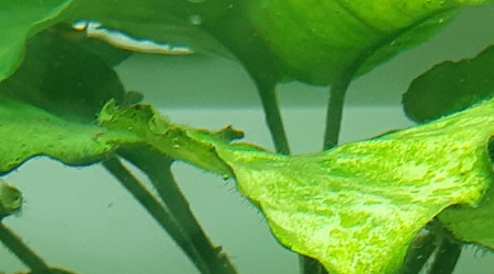 Puisque c'est à la mode