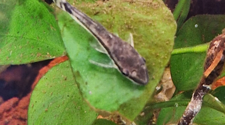 Otocinclus au travail