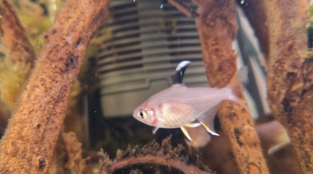 Tetras rosaceus