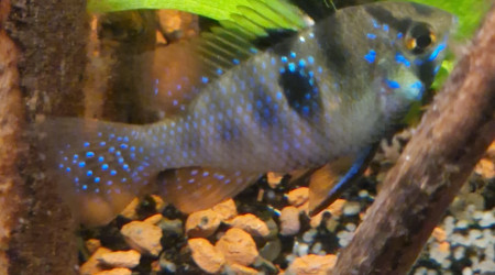 Femelle ramirezi qui surveille sa ponte