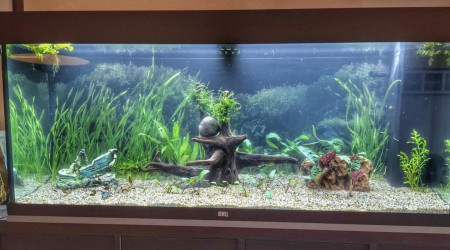 aquarium Juwel 240 Fred