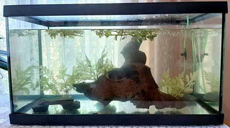 aquarium Aqua Red Cherry