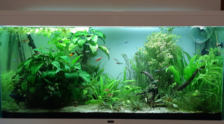 aquarium Communautaire I