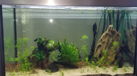 aquarium Test 300 l