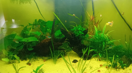 aquarium Aqua190