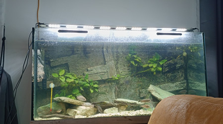 aquarium celui de maman