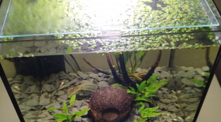 aquarium Betta d Arthur
