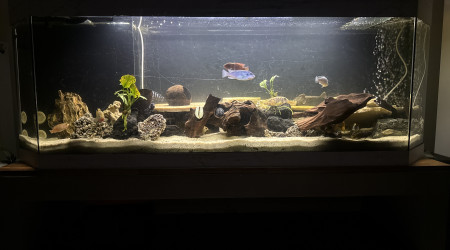 aquarium Cichildee