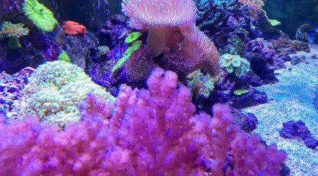 aquarium Récif