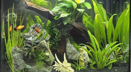 aquarium Varedra
