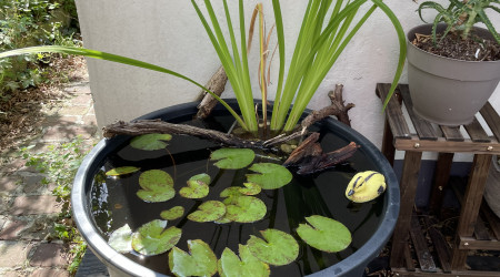 aquarium Mini bassin