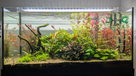 aquarium Juwel Primo 110