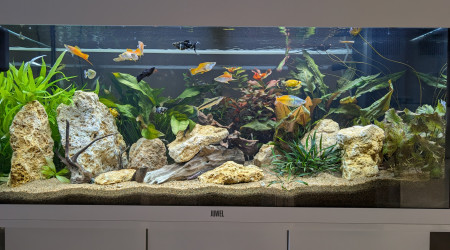 aquarium JUWEL RIO180 ENTREE