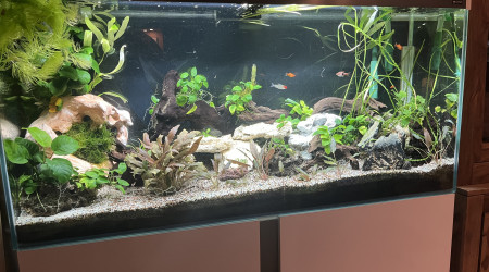 aquarium 240 litres
