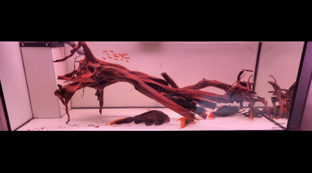 aquarium bac a pseudacanthicus