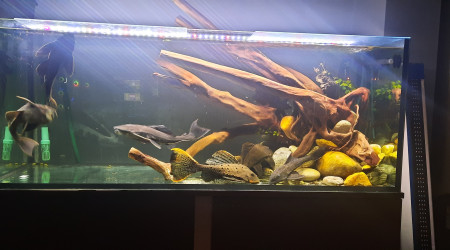 aquarium aquarium eheim