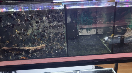 aquarium batterie 1
