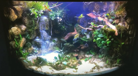 aquarium Trigon 190 pop amazonienne