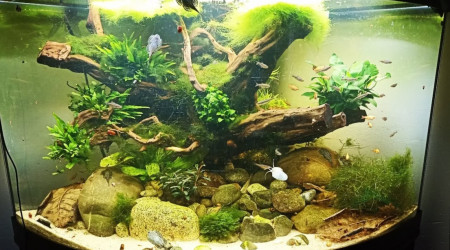 aquarium Rivière asiatique