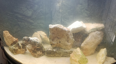 aquarium Malawi