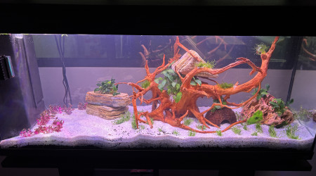 aquarium Aquarium