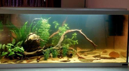 aquarium 85l Blackwater Amazonien