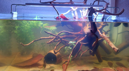 aquarium 25l Black Water