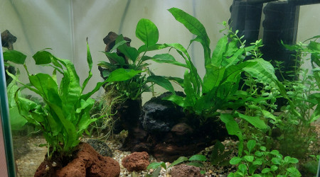 aquarium 30 L