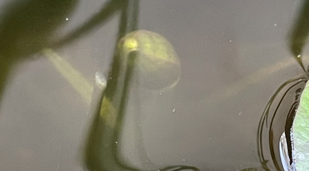 Le nénuphar fait un bourgeon !