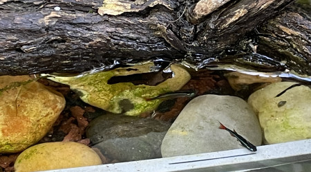 Jeunes Tanichthys albonubes voile