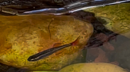 Jeunes Tanichthys albonubes voile