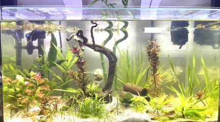 aquarium Aquarium bords arrondie